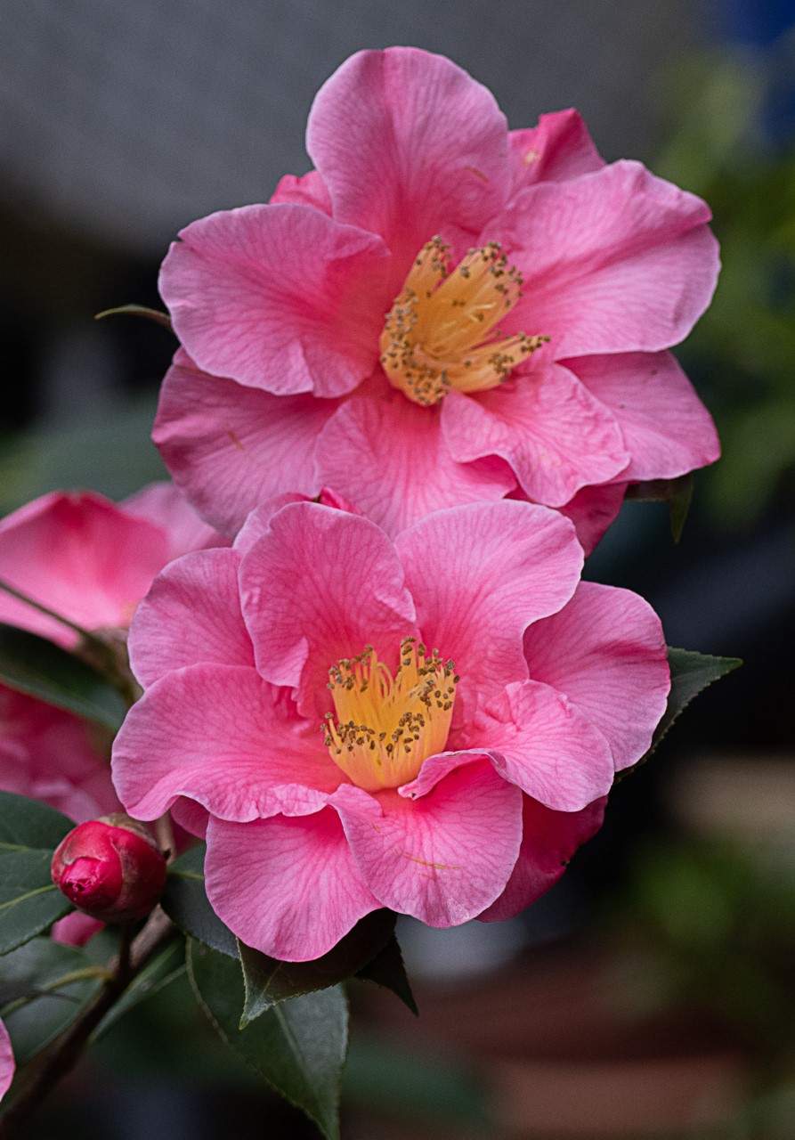 C. 'Leonard Messel' AGM